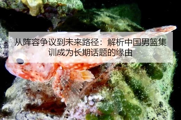 从阵容争议到未来路径：解析中国男篮集训成为长期话题的缘由
